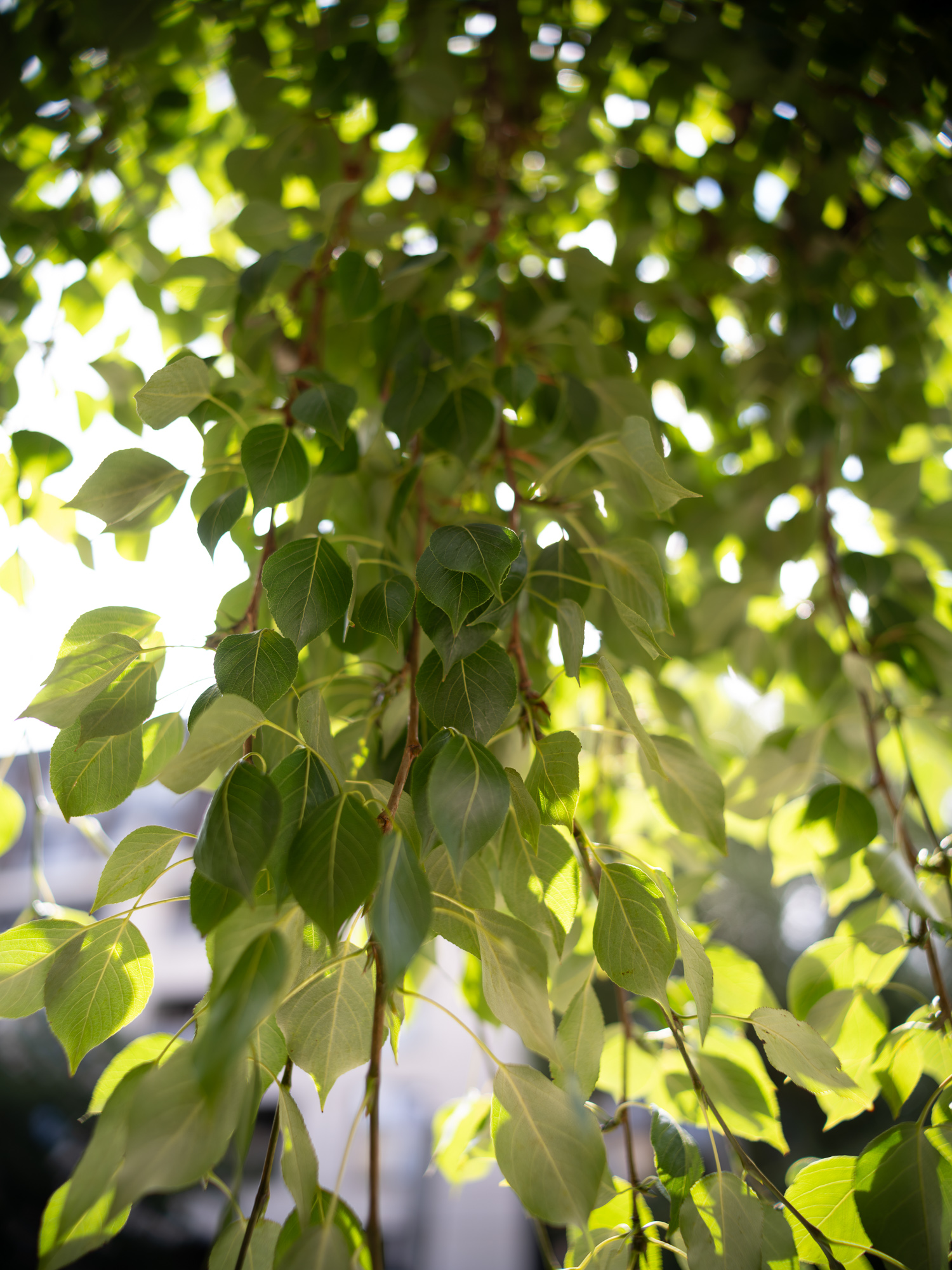 Zdjecie przykładowe wykonane przy użyciu obiektywu Voigtlander Nokton IV 35 mm f/1,2 do Leica M